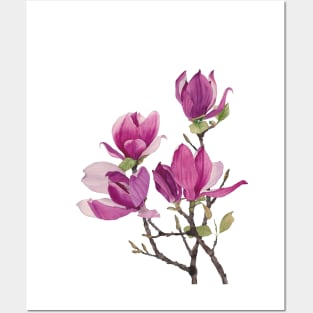 Watercolor magnolia Posters and Art